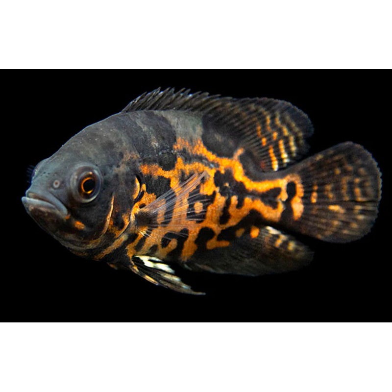 Red Tiger Oscar