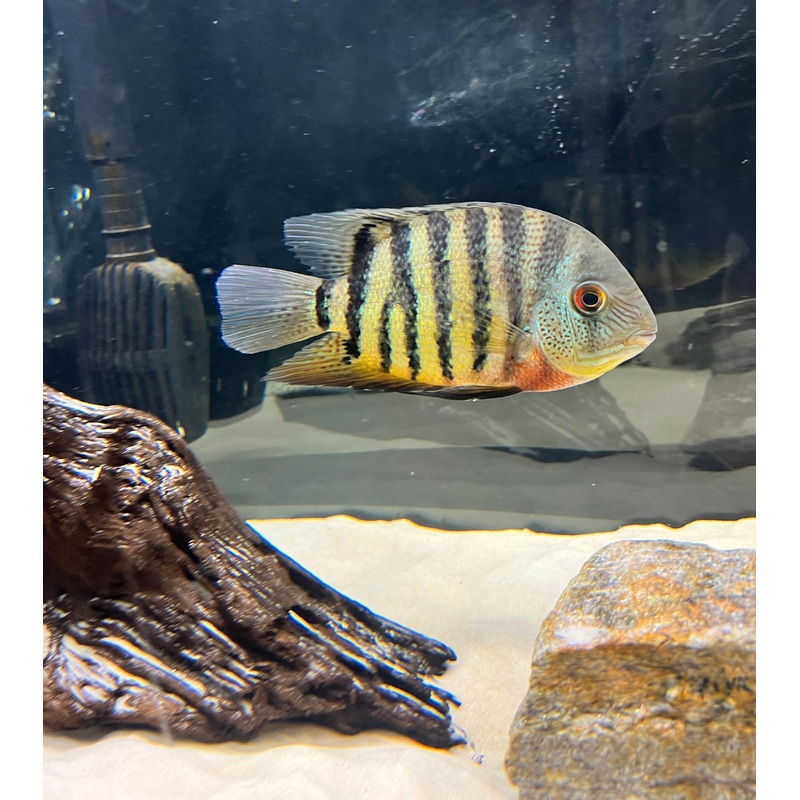 Red Wild Tiger Severum Rio Negro Curare (Heros Severus)