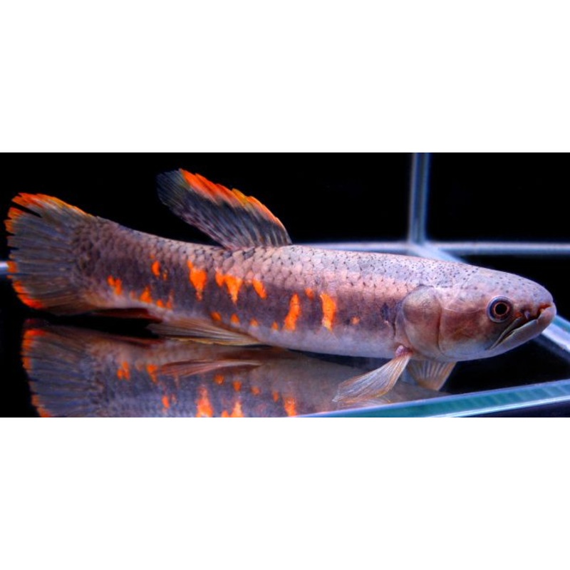Red Wolf Fish