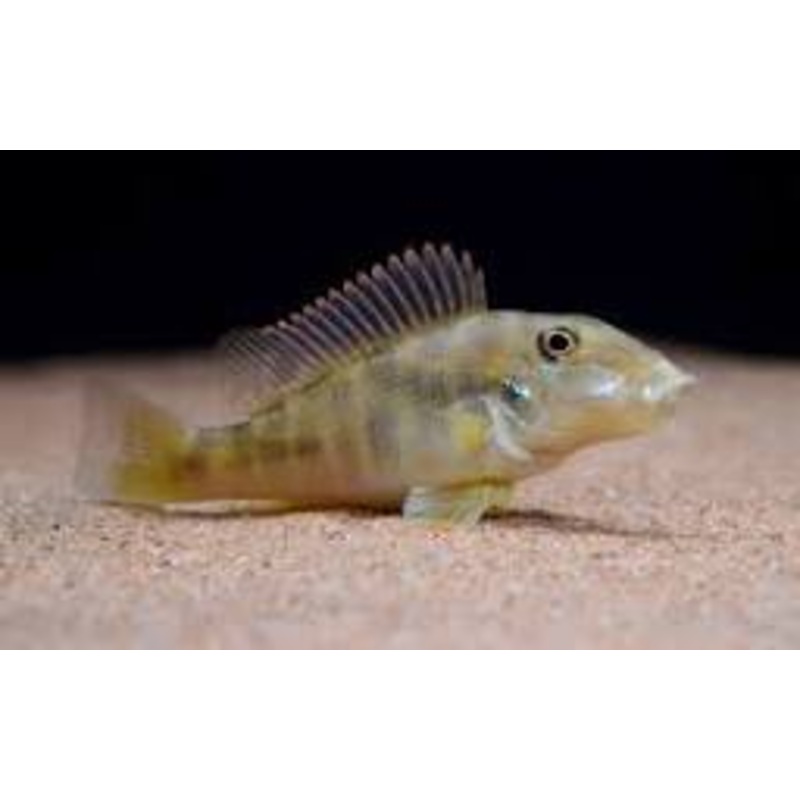 Retroculus lapidifer