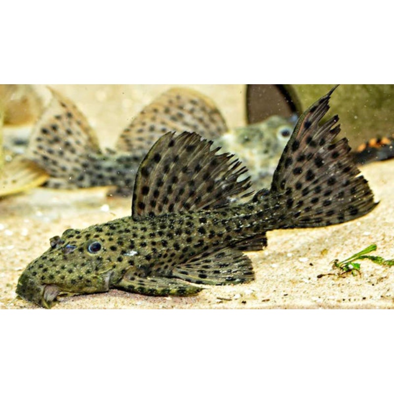 Sailfin Spotted Pleco L160 2.5-3