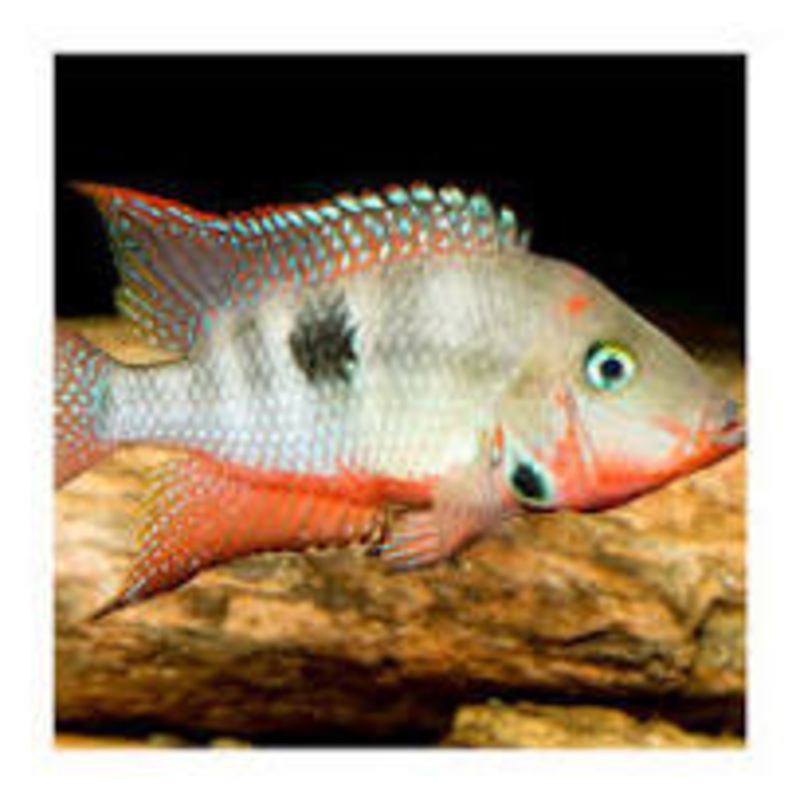 Spotcheek Cichlid
