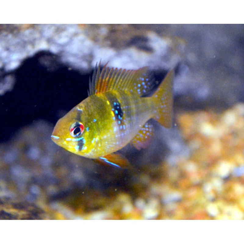Wild Blue RAM