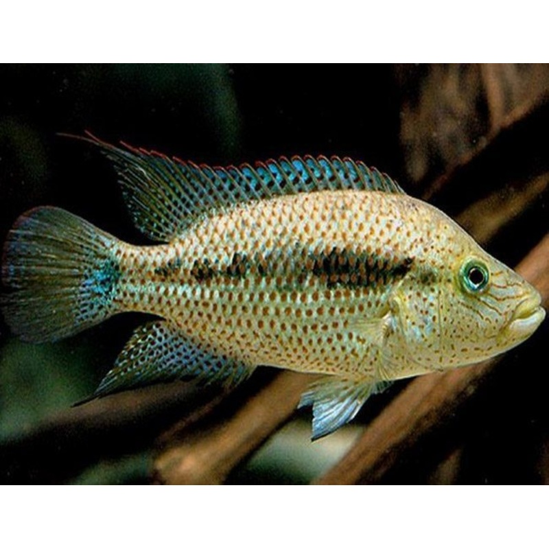 Wolf / Dovii Cichlid (Parachromis dovii)