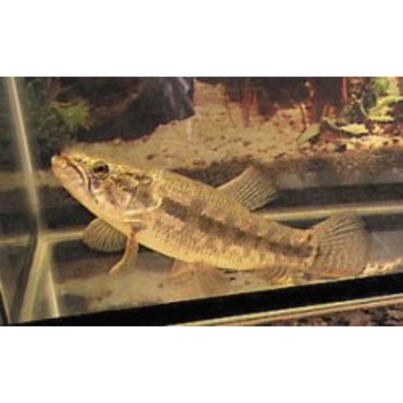 Wolf Fish 7"+