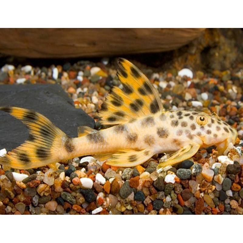 Yellow Leopard Pleco PARA PLECO L075 SM