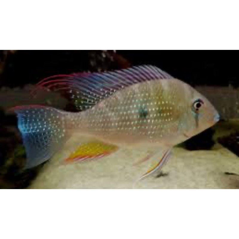 Acarichthys heckelii  Threadfin Acara 3"-4"