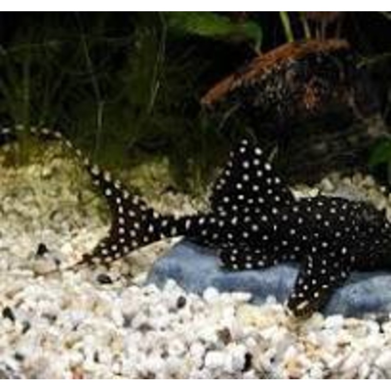 ADONIS PLECO L155