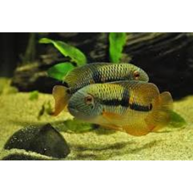 AEQUIDENS DIADEMA (ROYAL ACARA)