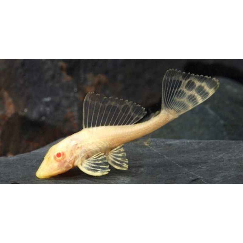 Albino Gibbiceps Pleco