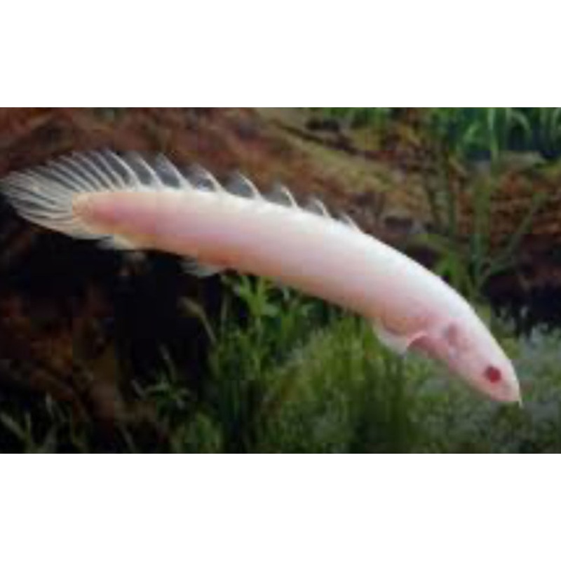 Albino Senegal Bichir (Polypterus senegalus)