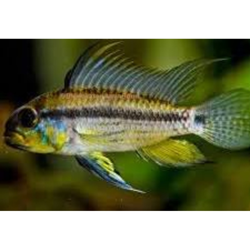 APISTOGRAMMA ALLPAHUAYO (APISTOGRAMA JURUENSIS)
