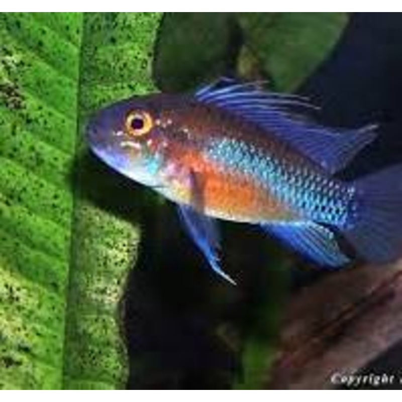 APISTOGRAMMA ATAHUALPA (APISTOGRAMA SUNSET)