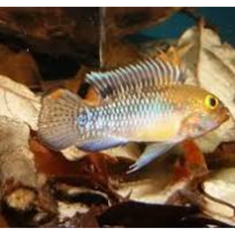 APISTOGRAMMA NORBERTI