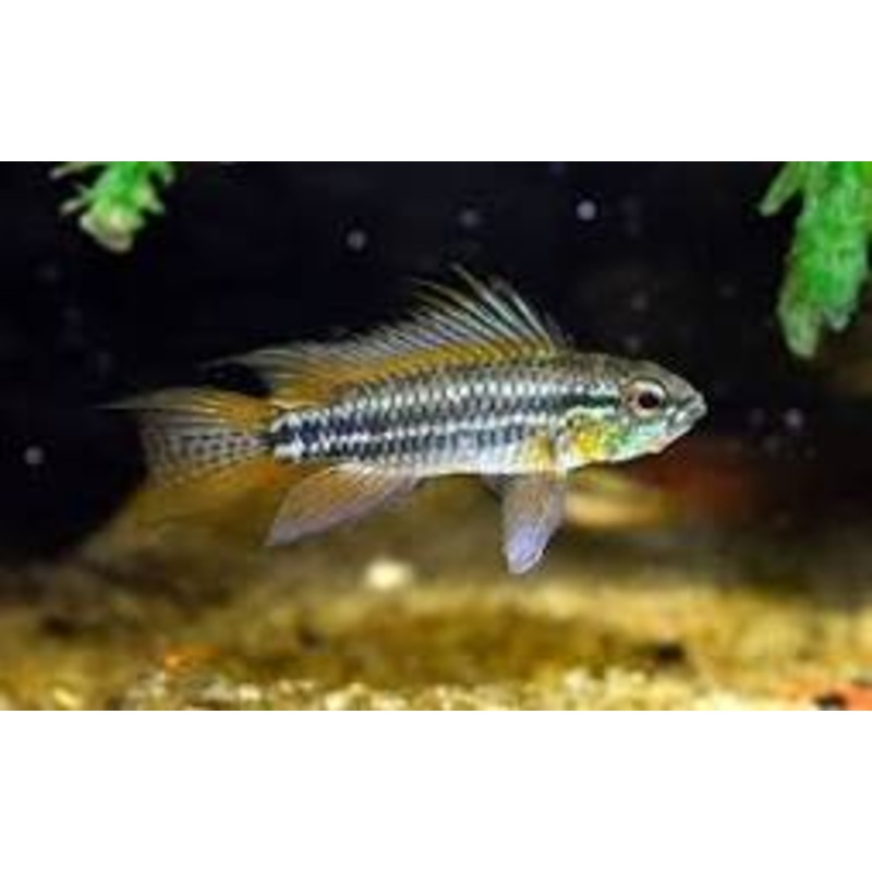 APISTOGRAMMA SP