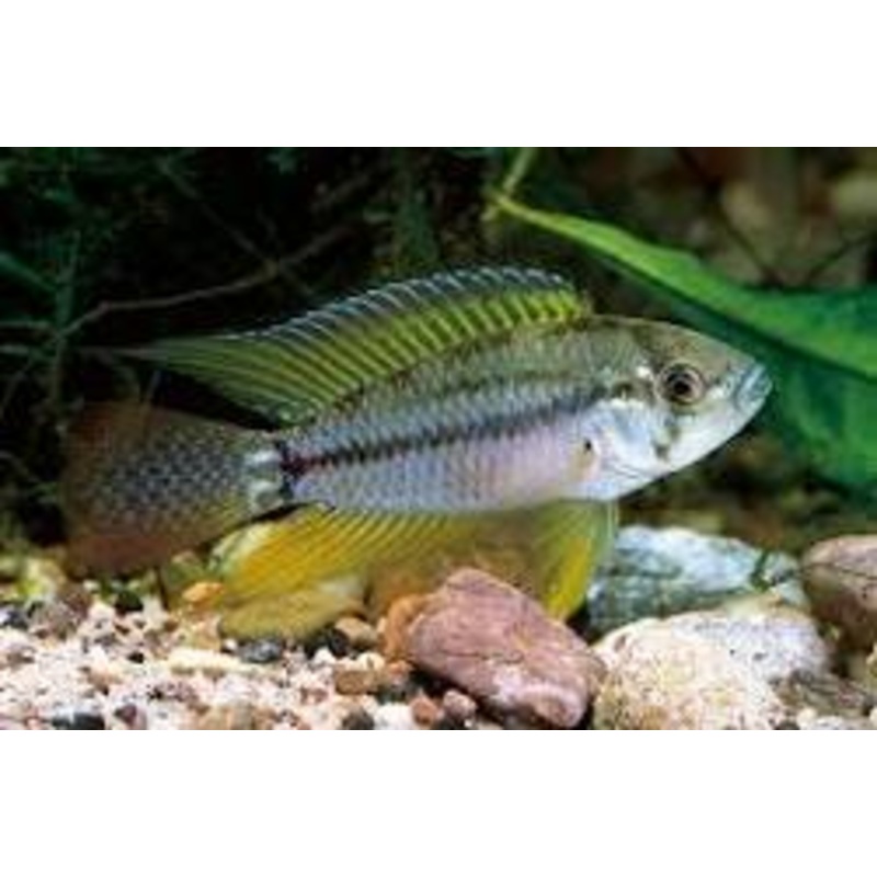 APISTOGRAMMOIDES PUCALLPAENSIS