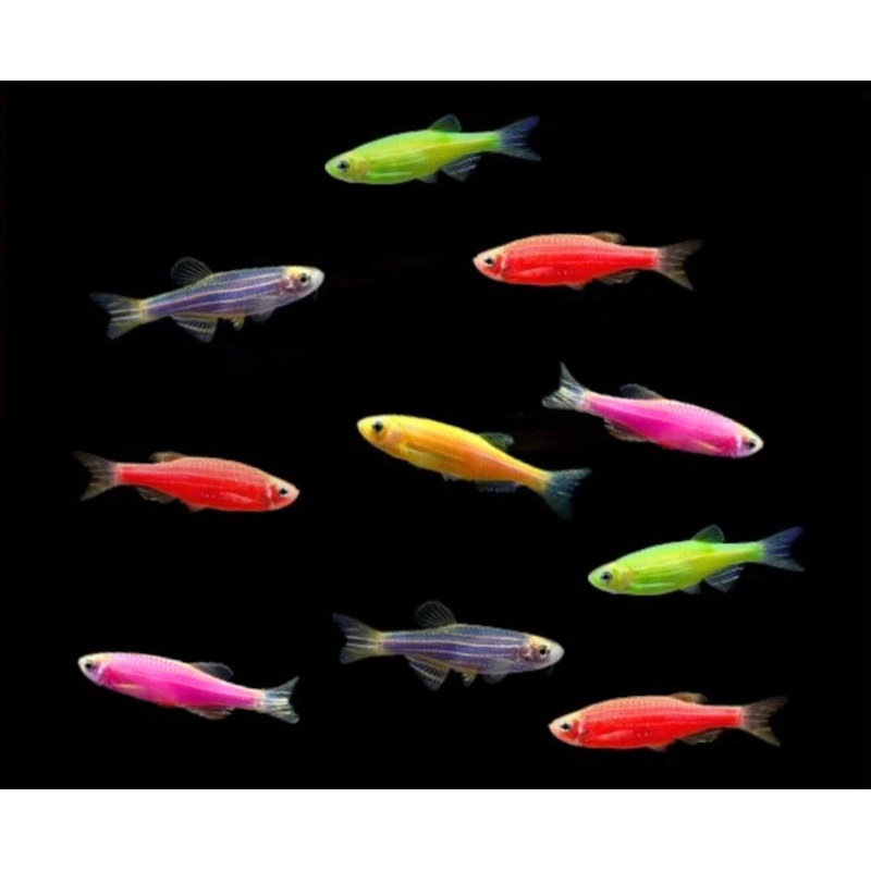 Assorted Glo Danio