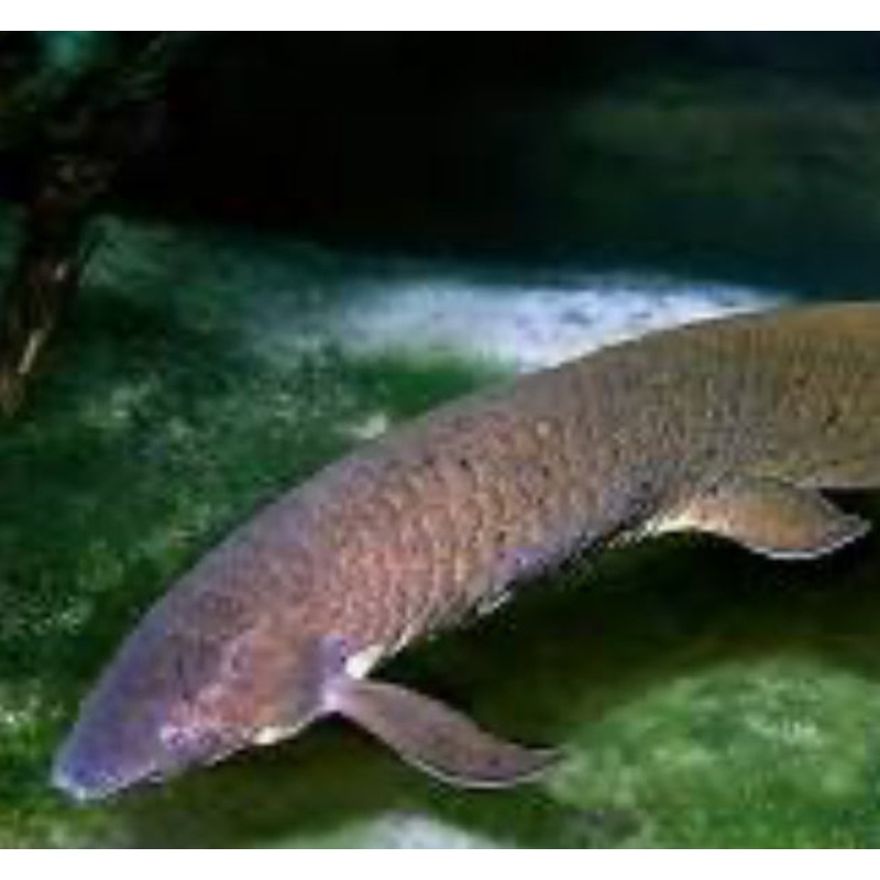 AUSTRALIAN LUNG FISH (WITH CITES &CERTIFICATE)