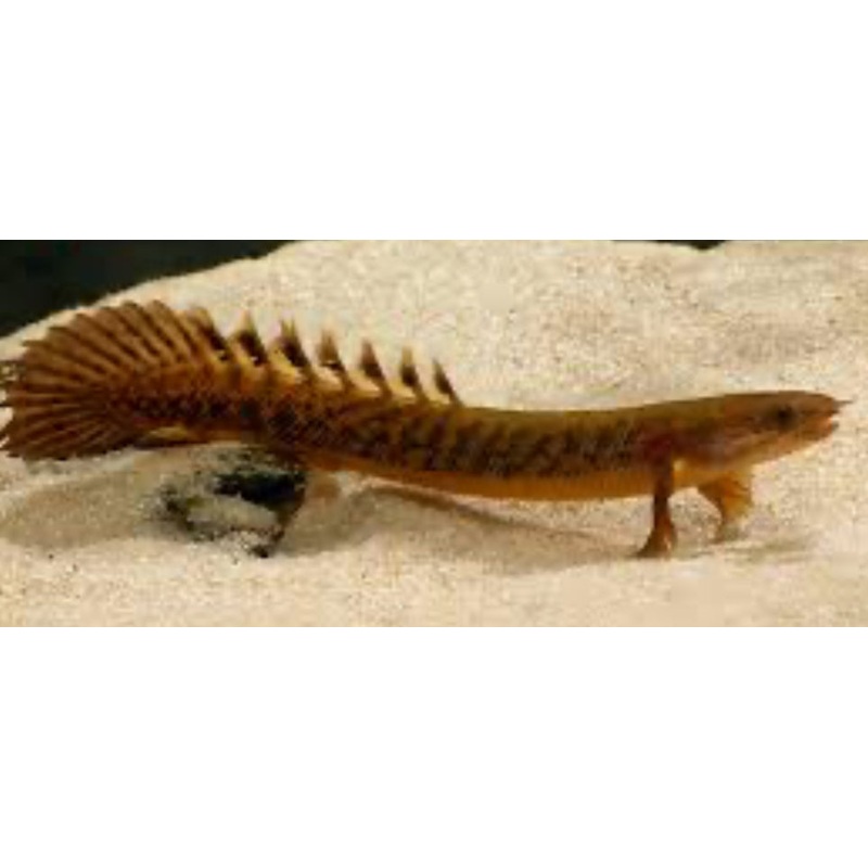 BICHIR-TULGELSI 17"-20"