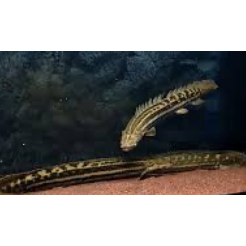BICHIR-WILD PBB 16"