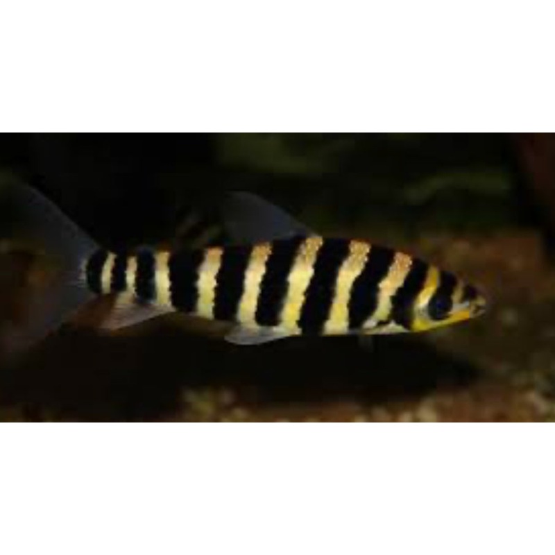 Black Banded Leporinus (Leporinus Fasciatus)