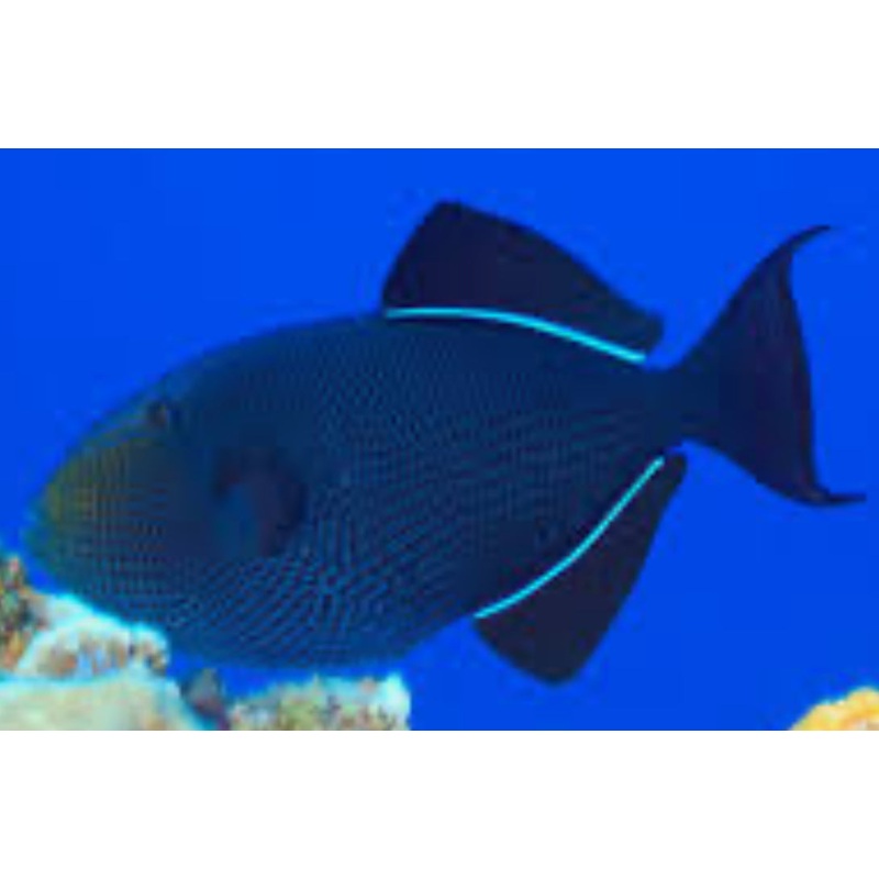 BLACK DURGON TRIGGERFISH