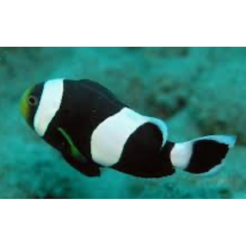 Black Saddleback Clownfish