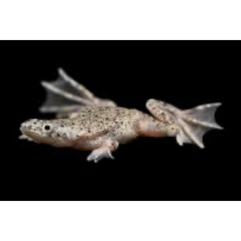 Blond Dwarf Frog