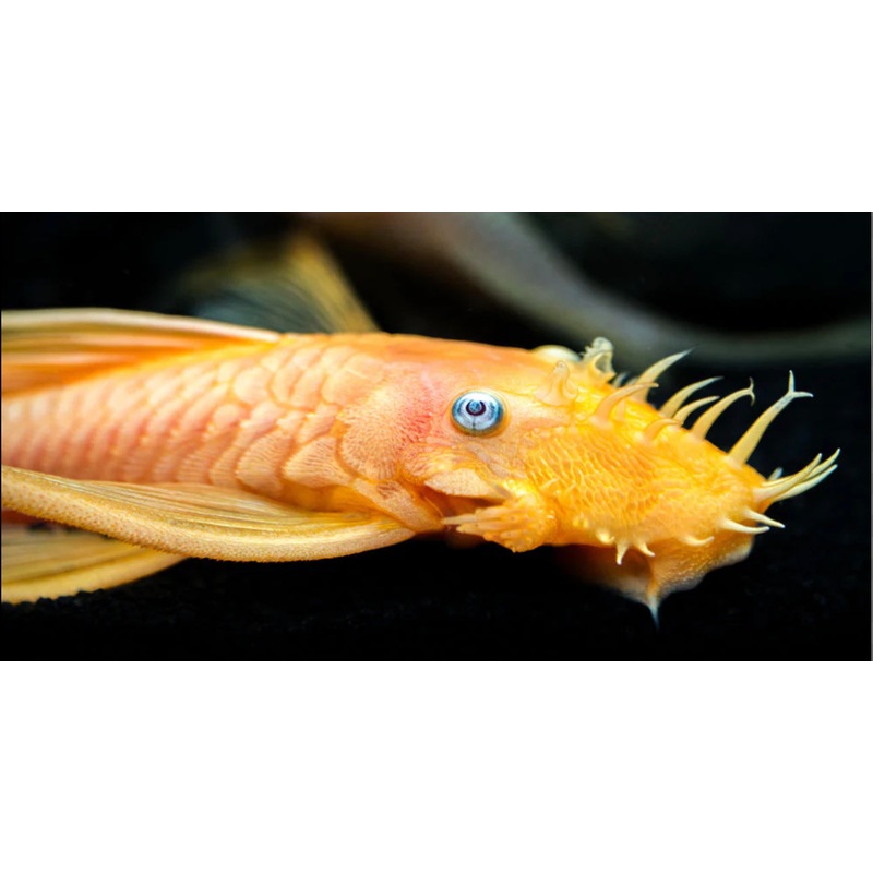Blue Eye Albino Bushynose Pleco