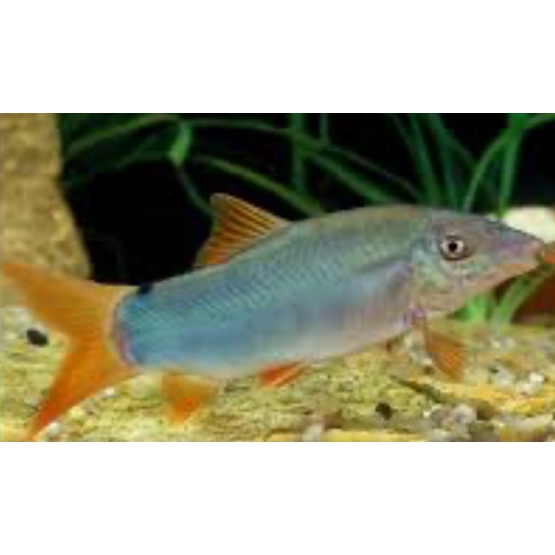 Blue Redtail Botia
