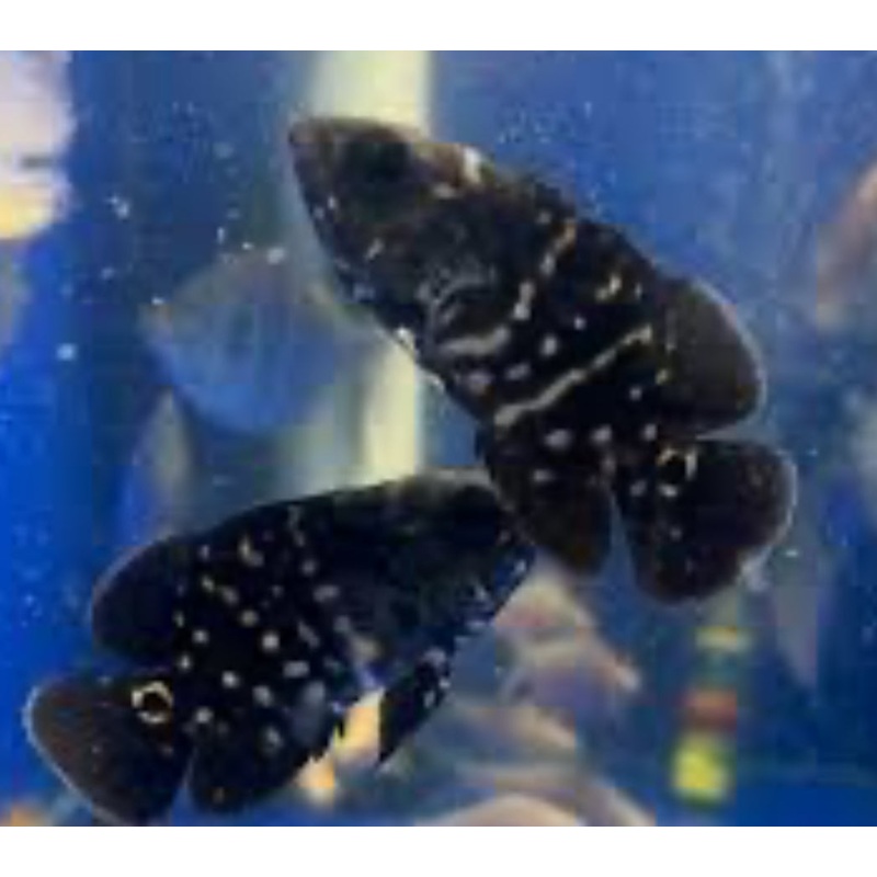Bumblebee Oscar 5"+(captive breeding)