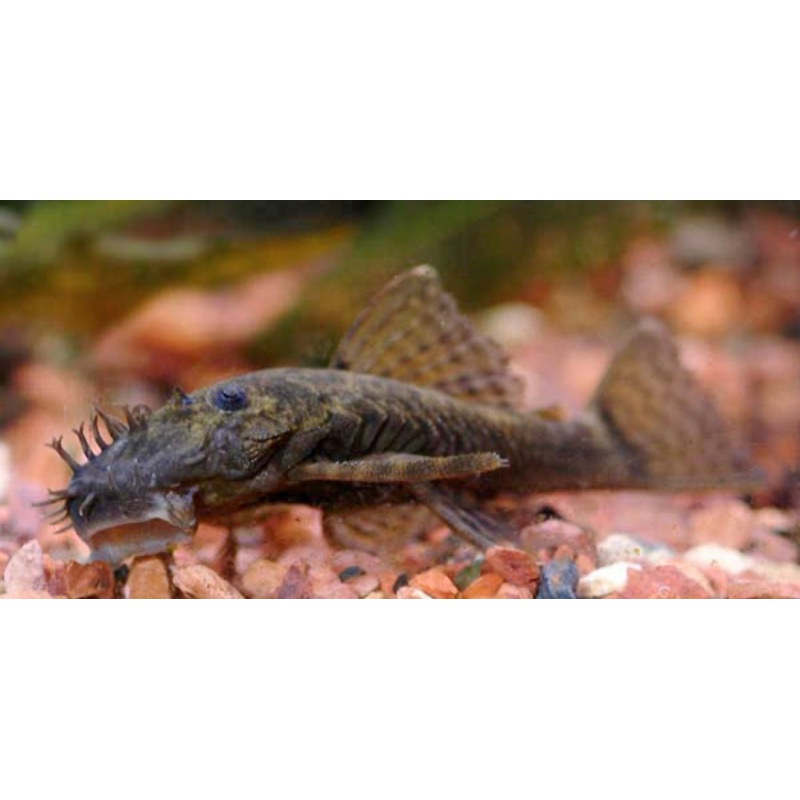 Bushynose Pleco