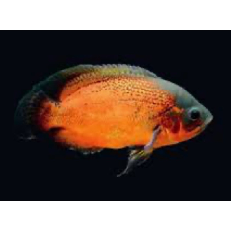 Copper Red Oscar Cichlid (Astronotus Ocellatus)