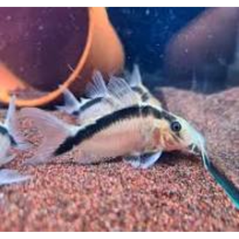 CORY NARCISUS CW006