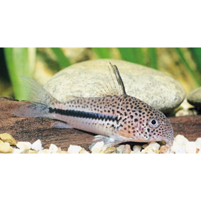 Corydoras Bondi