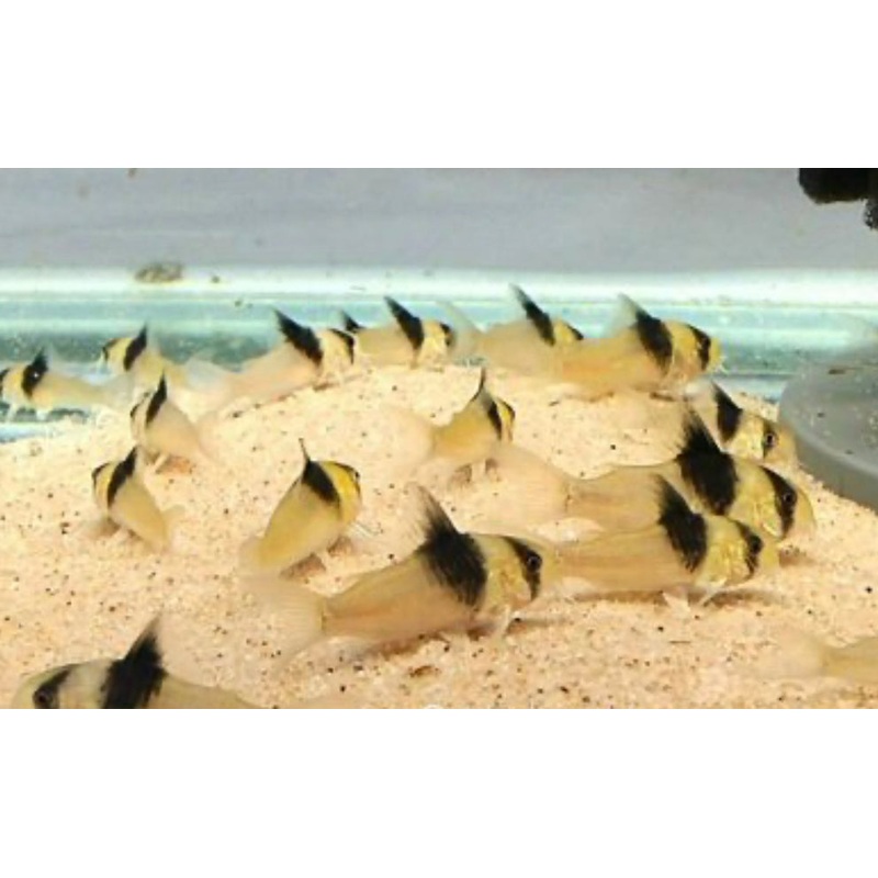 Corydoras CW49