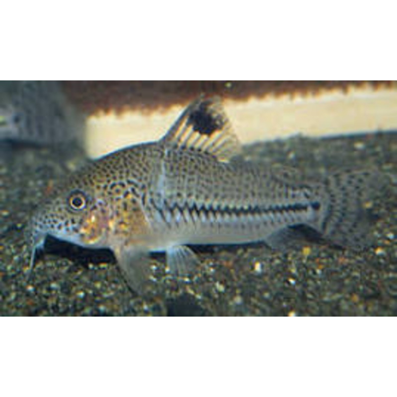 CORYDORAS LEOPARDUS C102 (CORY BLOCHI BLOCHI )