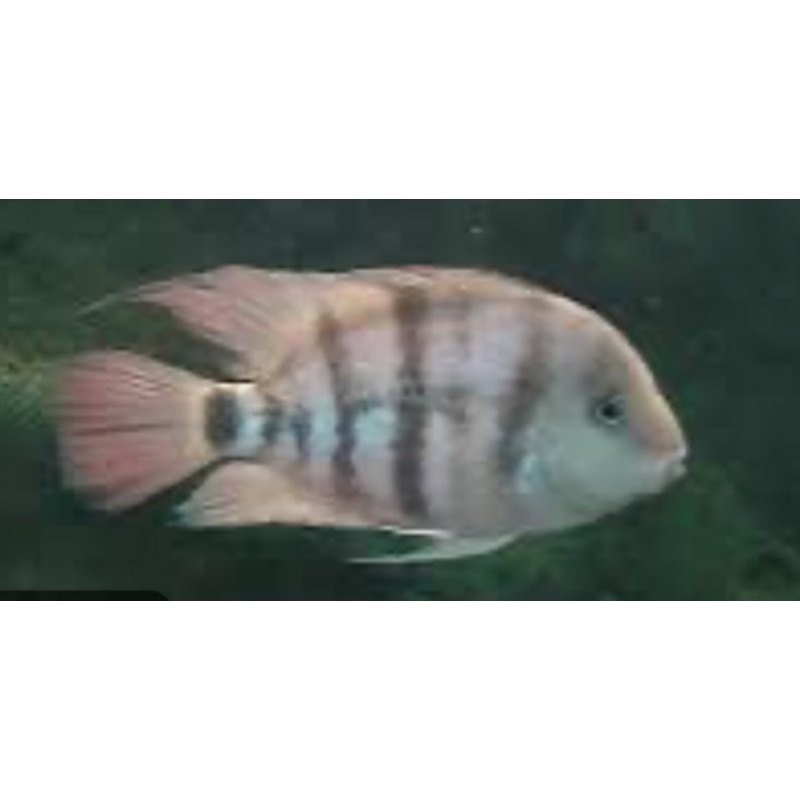 Cryptoheros cutteriBlue Eye Cichlid