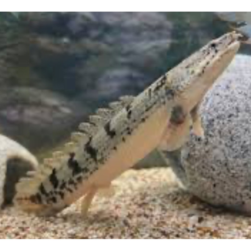 Delhezi Bichir (Polypterus delhezi)