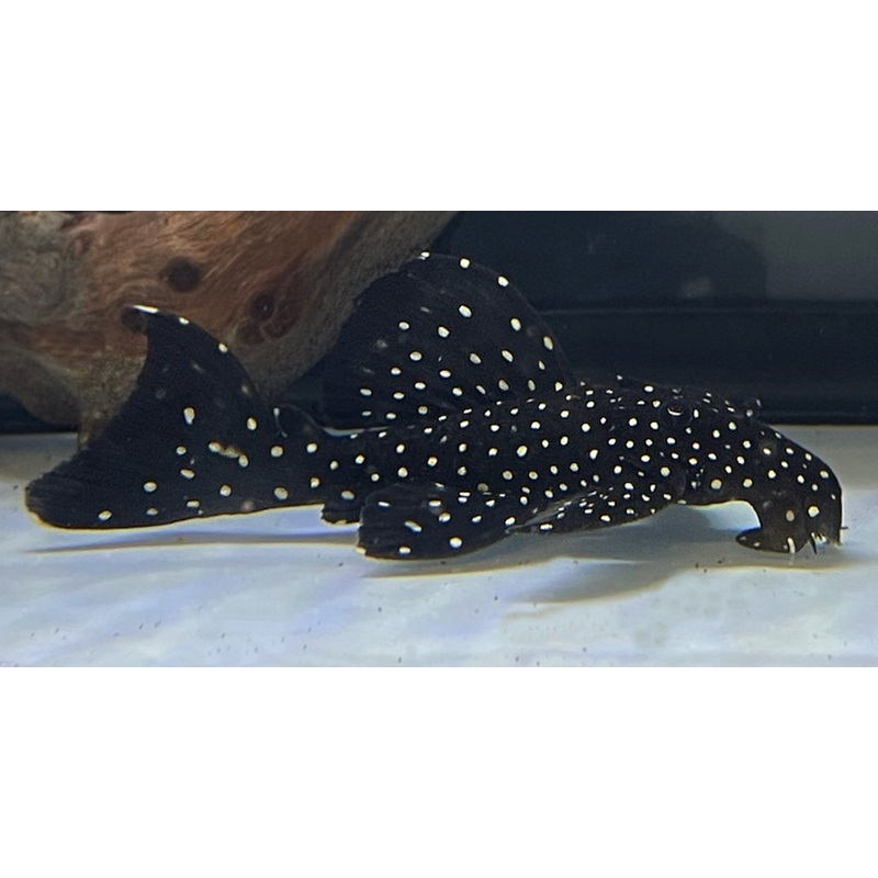 Dracula Pleco L240 (Galaxy)