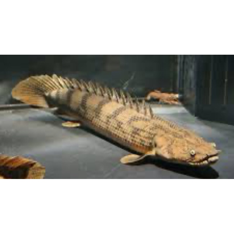 Endlicheri Bichir (Polypterus endlicheri)