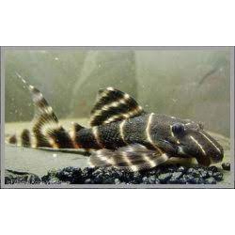 FLASH PLECO L 204 4-5