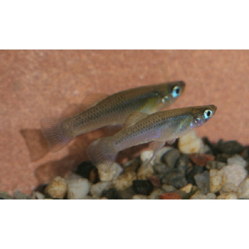 GAMBUSIA PUNCTATA