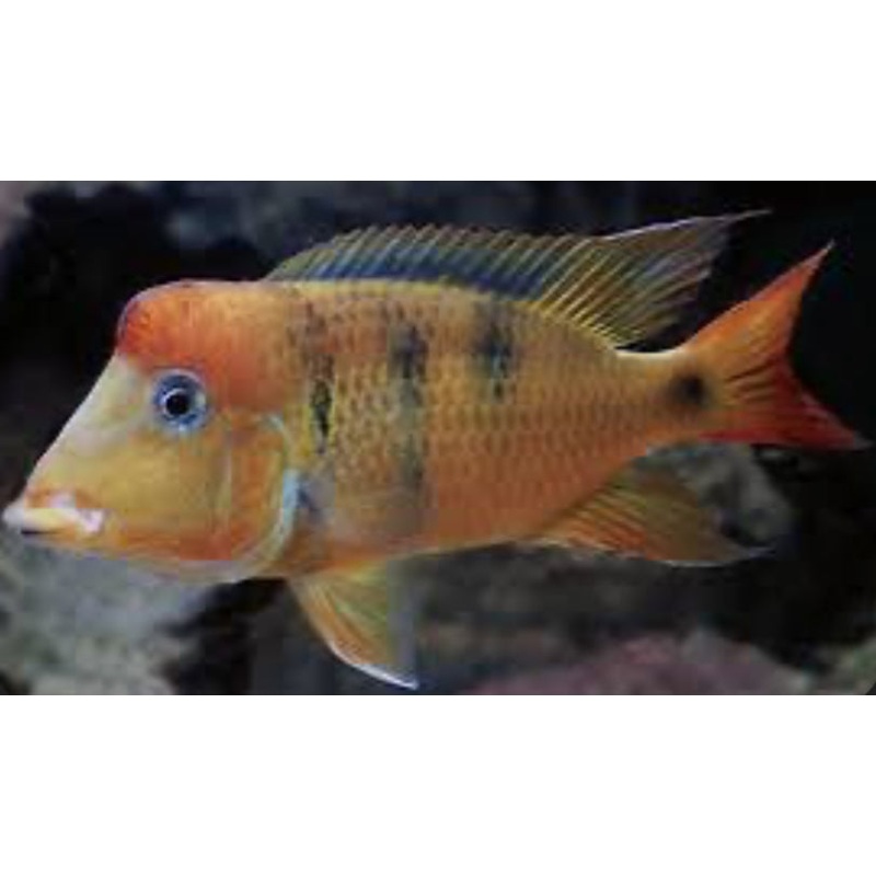 Geophagus pellegrini 4"-5"
