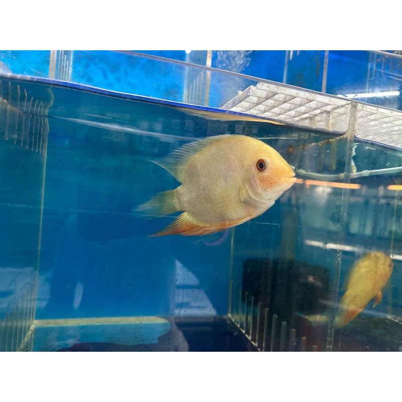 Gold Severum (Heros Severus)
