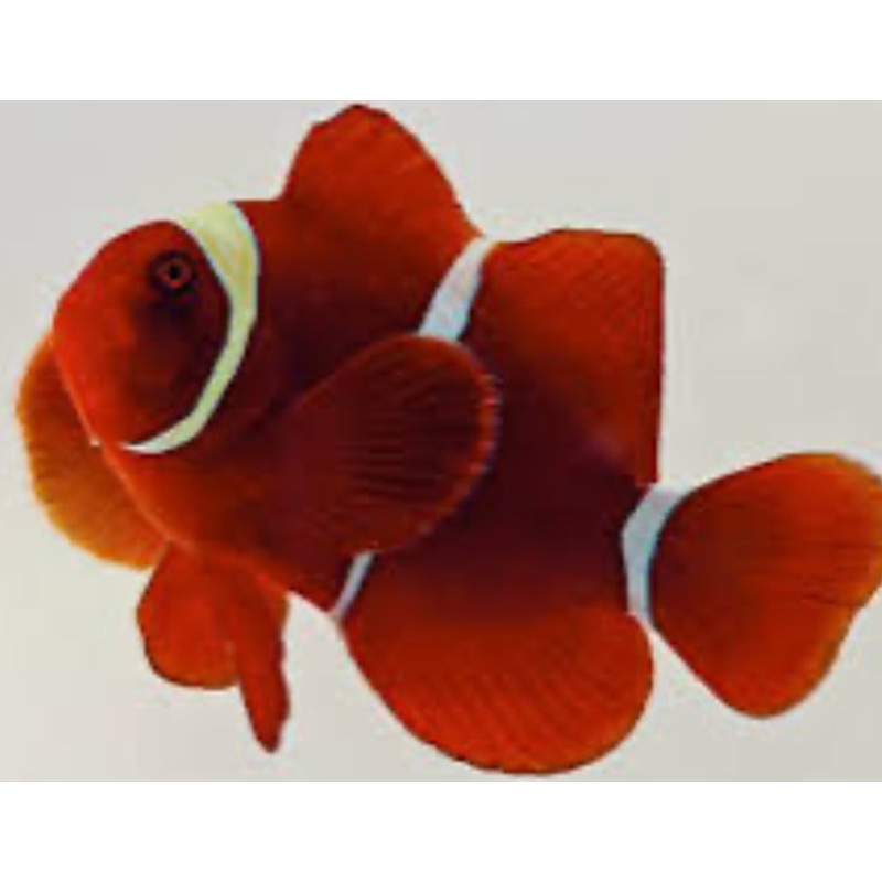 gold stripe maroon clownfish SM