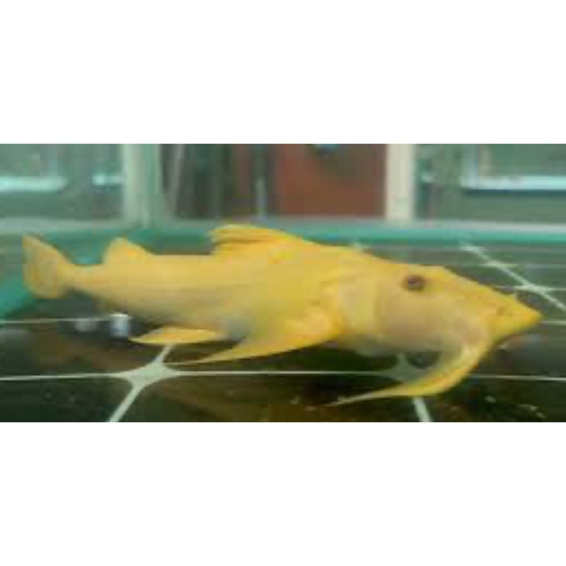 Golden Goonch Catfish (Bagarius Yarrelli) 14"