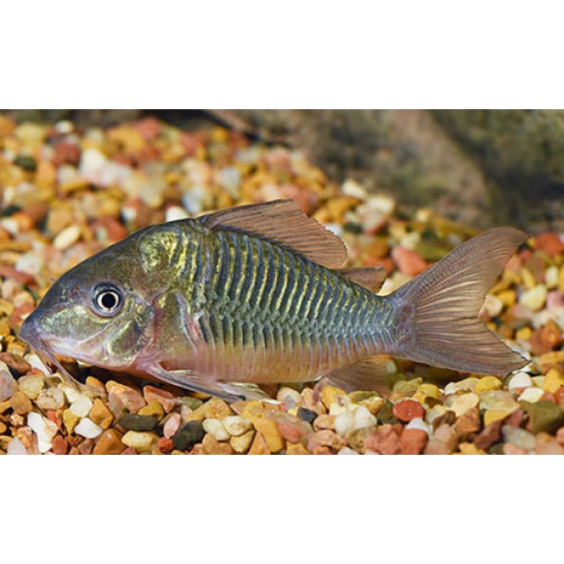 Green Hump Catfish
