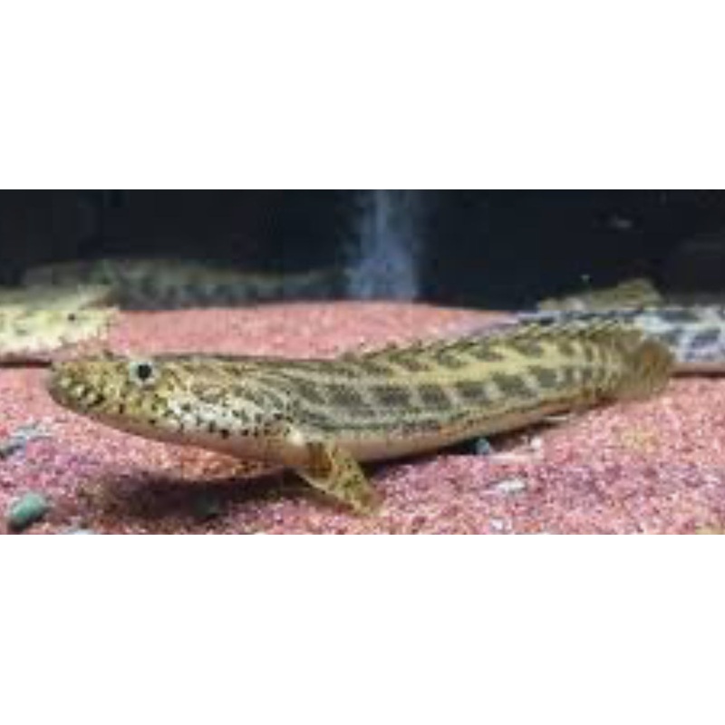 Guinean Bichir (Polypterus ansorgii) 4"