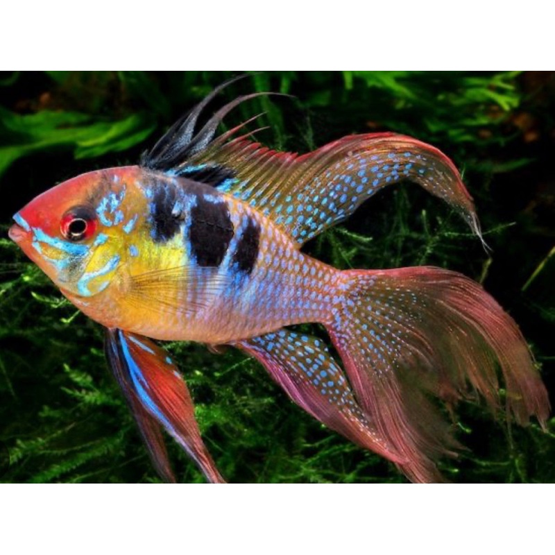 Hi Fin Lyretail Blue Ram
